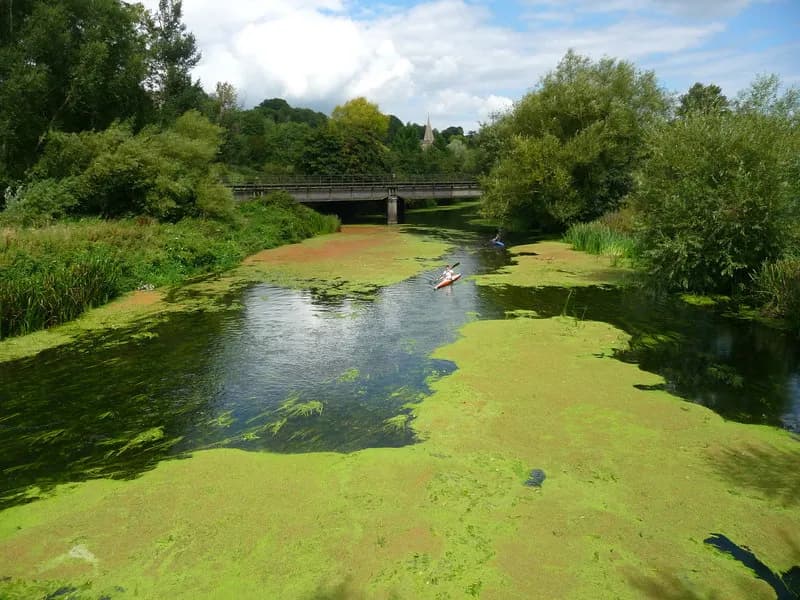 A person in an orange kayak paddles down a river mostly covered in green algae, with green trees and a bridge in the background under a partly cloudy sky.